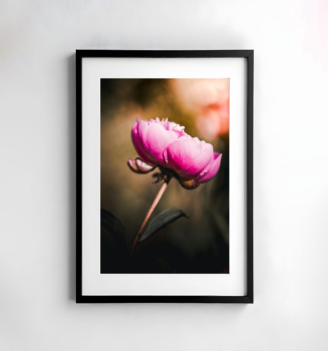 Pink Peony Blossom Unfurling Against Golden Bokeh Nature Poster