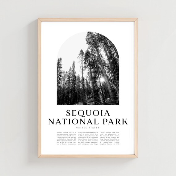 Sequoia National Park Giant Redwood Forest Sunlight Black White Travel Poster
