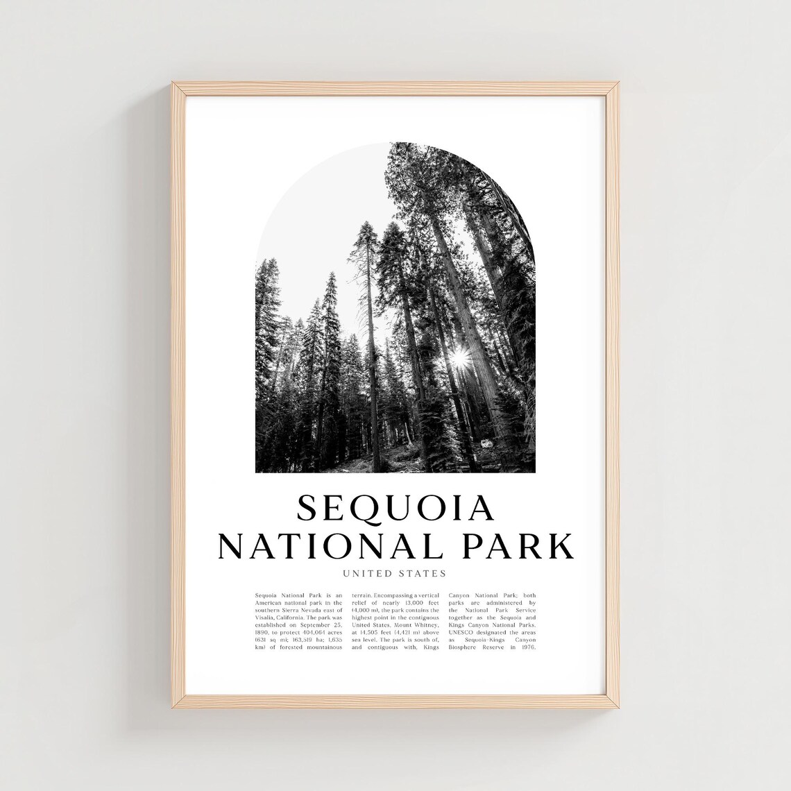 Sequoia National Park Giant Redwood Forest Sunlight Black White Travel Poster