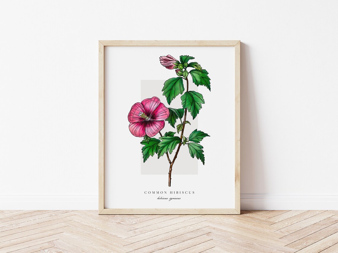 Common Hibiscus Botanical Outline Watercolor Art Print