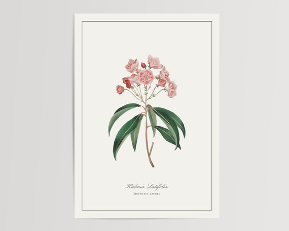 Mountain Laurel Watercolor Floral Art Print