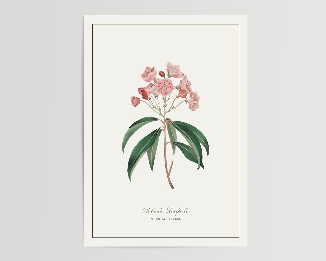 Mountain Laurel Watercolor Floral Art Print