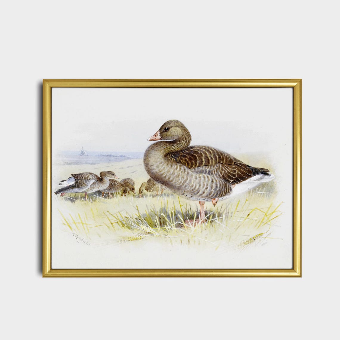 Goose With Goslings Grazing In A Green Field Vintage Bird Poster - Image 2