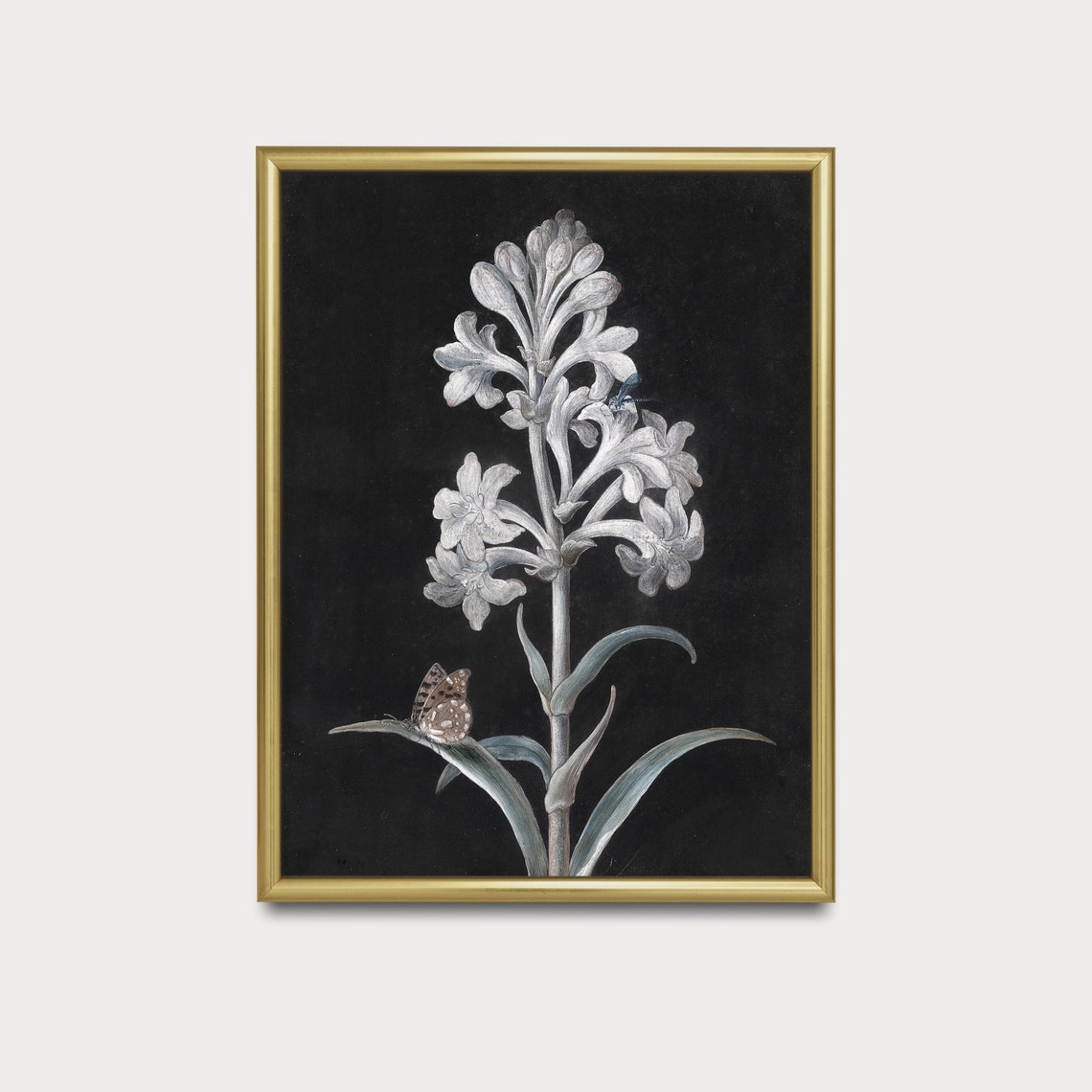 White Hyacinth With Butterfly Vintage Botanical Study On Black Poster - Image 3