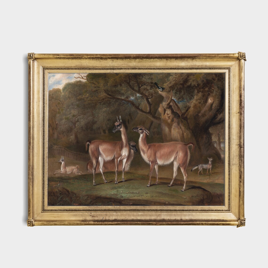 Vintage Guanaco Herd in Woodland Clearing Antique Animal Poster - Image 4