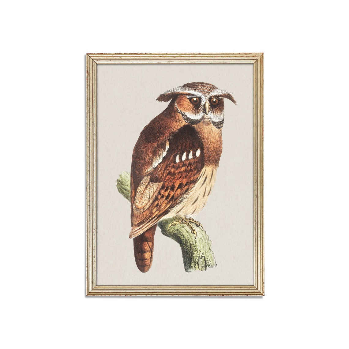Crested Owl Perched on a Branch Vintage Bird Portrait Poster - Image 5