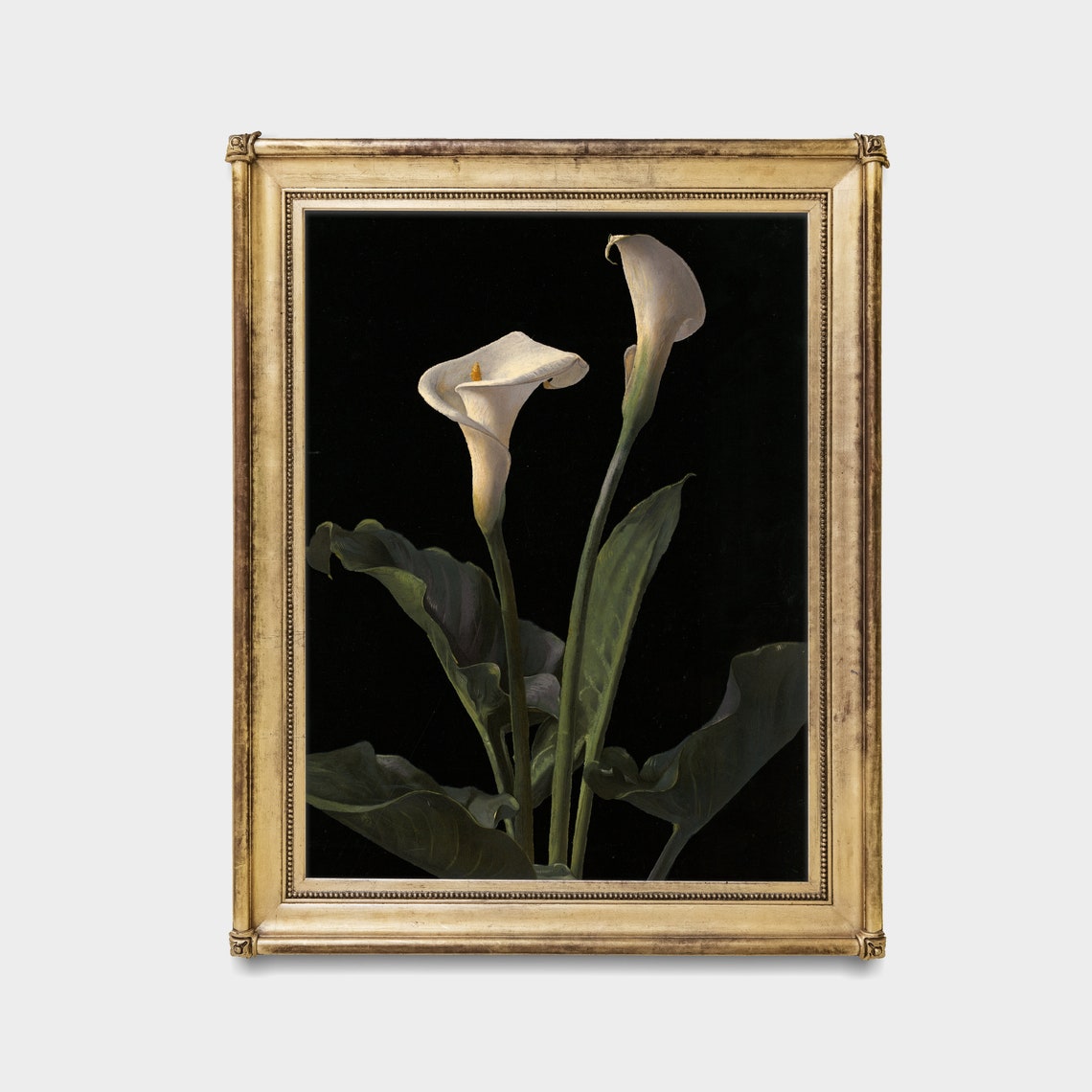Two White Calla Lilies On Black Background Elegant Floral Art Poster - Image 4