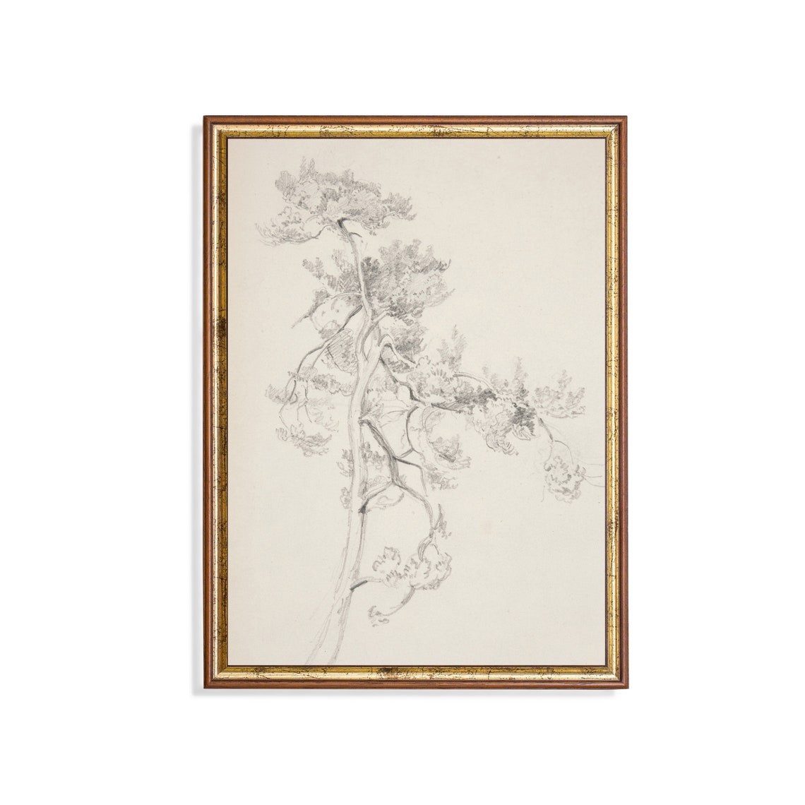 Windswept Pine Tree Minimalist Pencil Sketch Botanical Poster