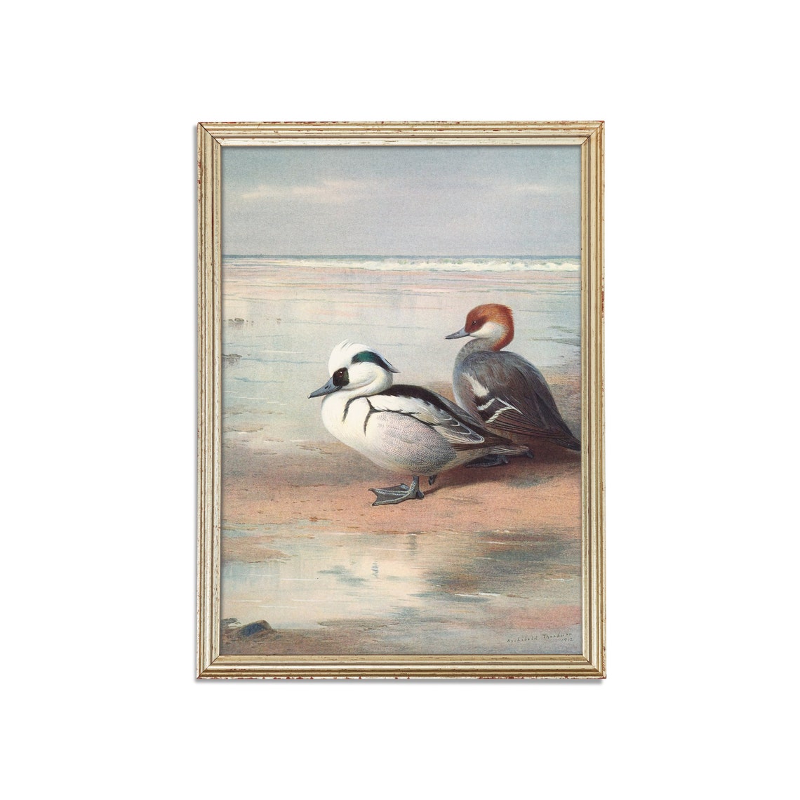 Pair of Smew Ducks Standing at the Waterline on a Beach Poster - Image 3
