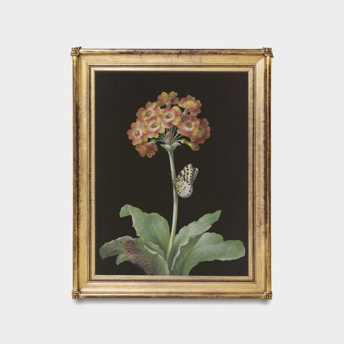 Primrose Flower with Butterfly and Caterpillar Botanical Poster - Image 5