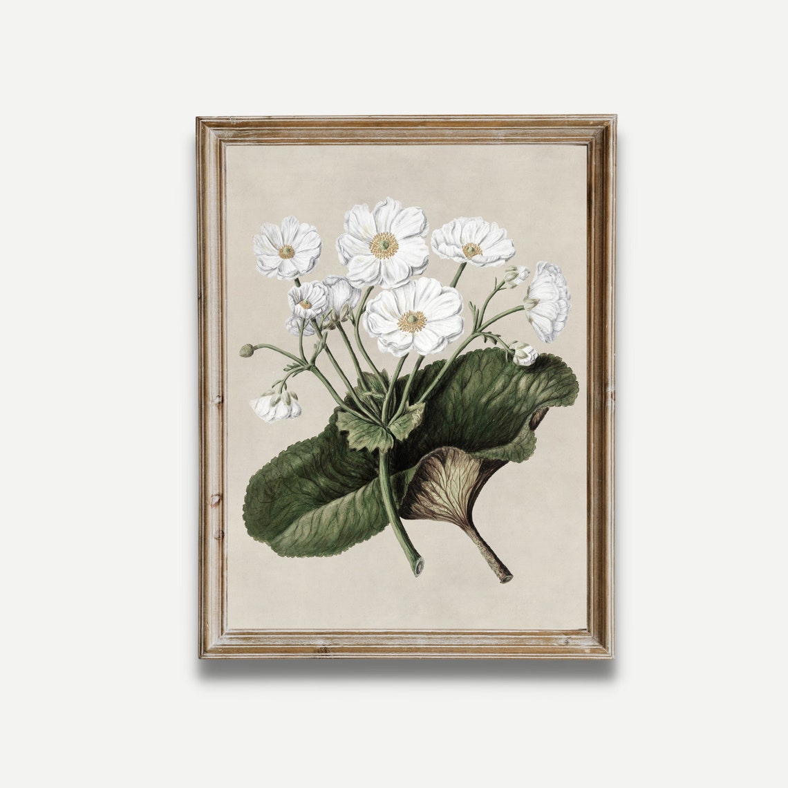 White Mountain Lily Botanical Study Antique Floral Sketch Print
