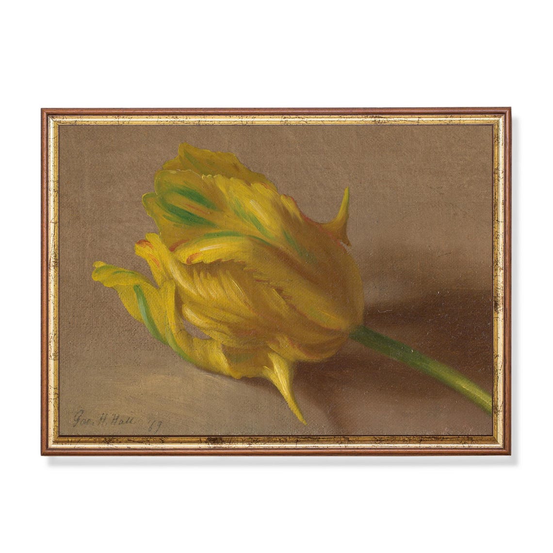 Single Golden Yellow Tulip Bloom Botanical Still Life Study Poster