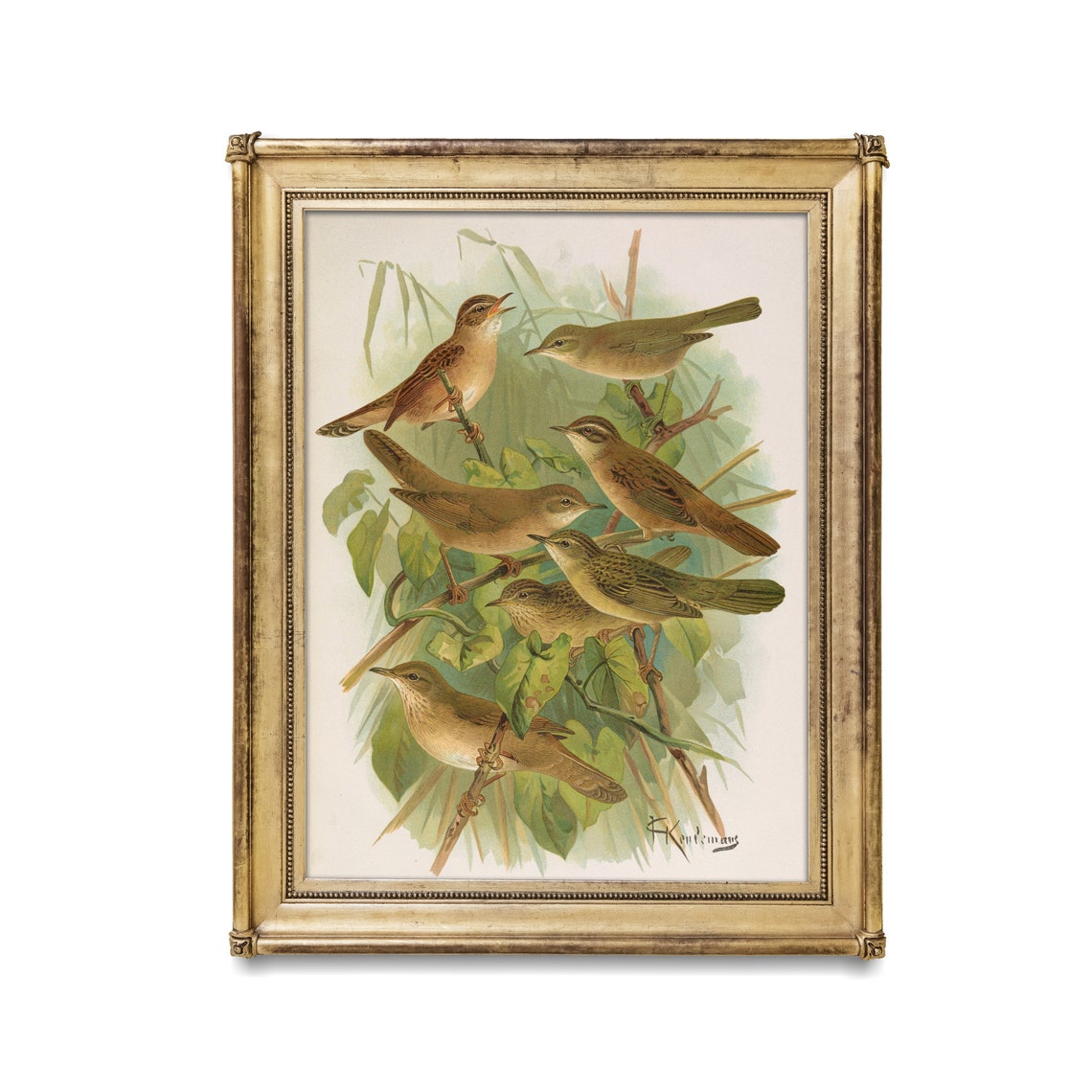 Antique Naturalist Study of Seven Small Brown Songbirds Poster - Image 2