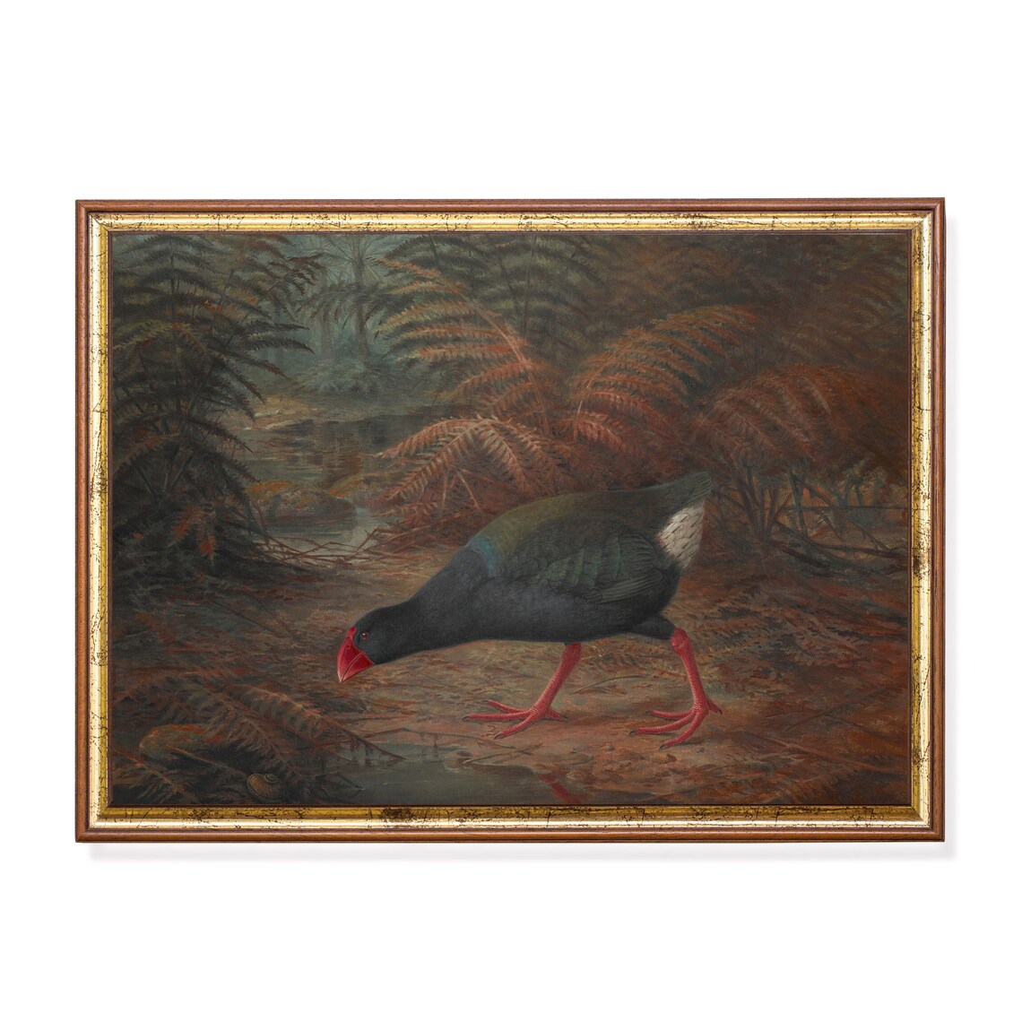 Red-Billed Wetland Bird Foraging Among Ferns Antique Wildlife Poster