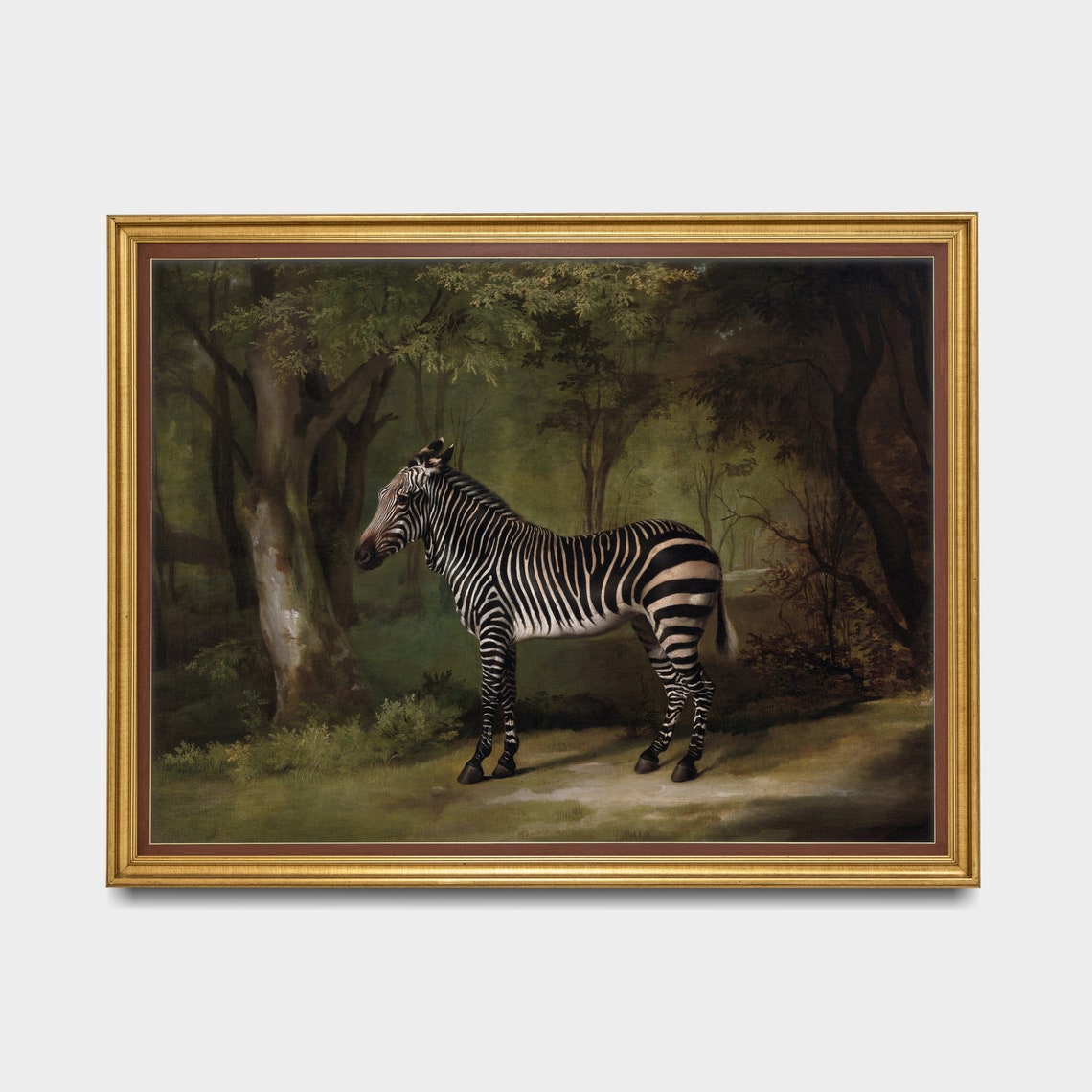 Zebra Standing in a Shadowed Woodland Glade Naturalist Poster - Image 3