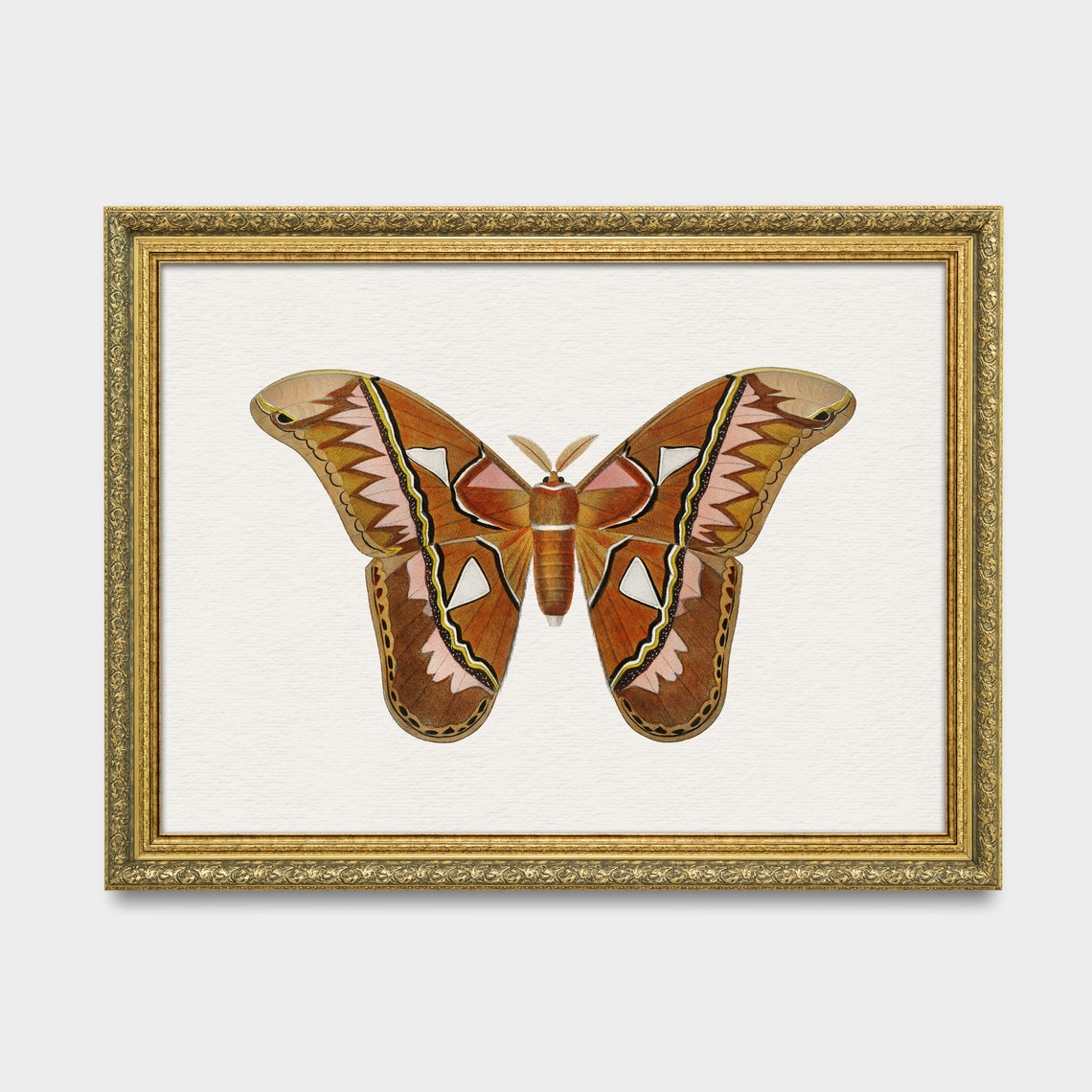 Large Brown Moth Vintage Natural History Illustration Poster - Image 3
