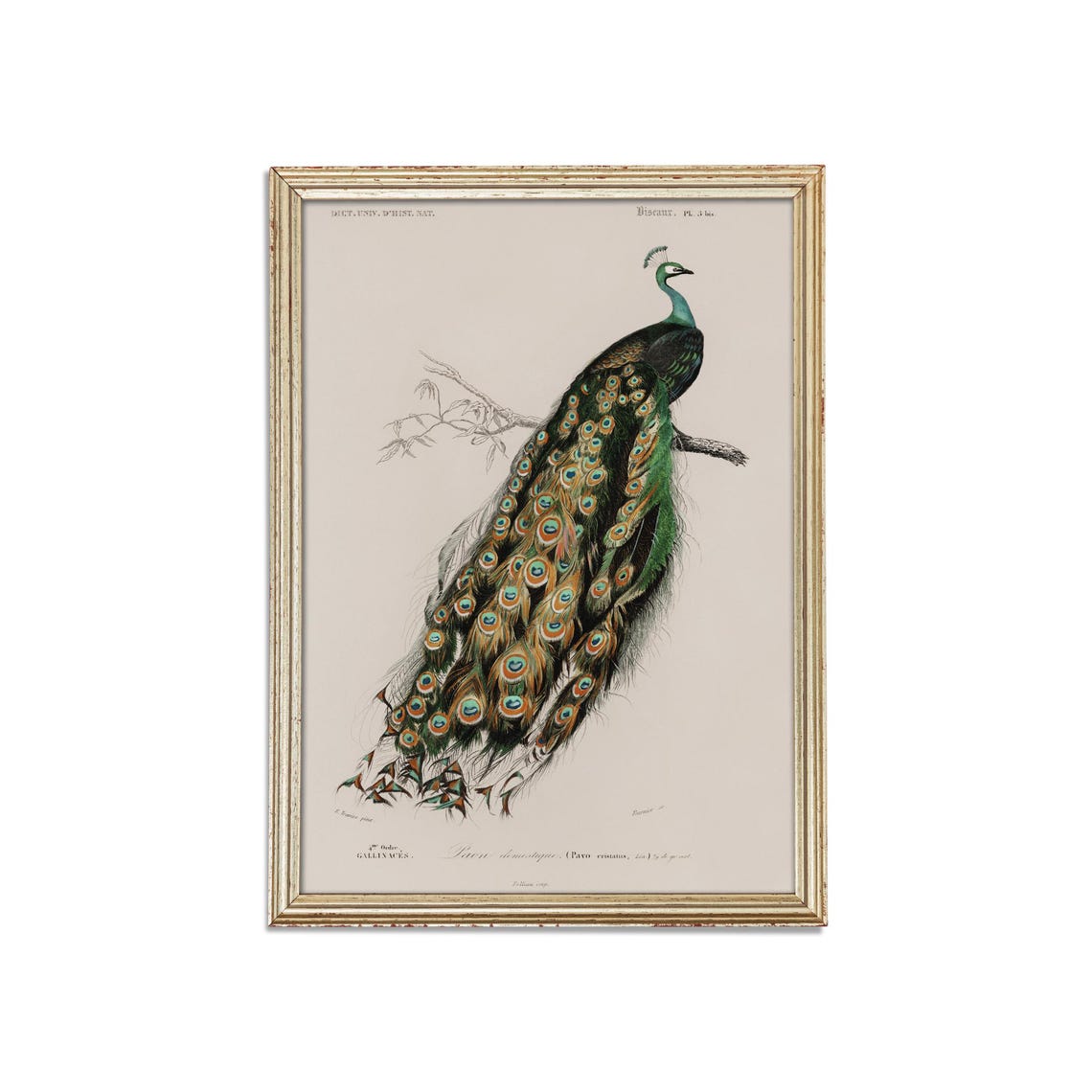 Indian Peacock on a Branch French Natural History Engraving Poster - Image 5