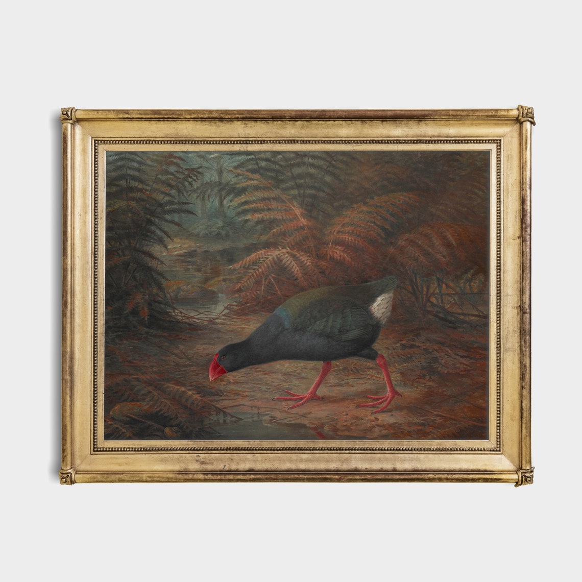 Red-Billed Wetland Bird Foraging Among Ferns Antique Wildlife Poster - Image 2