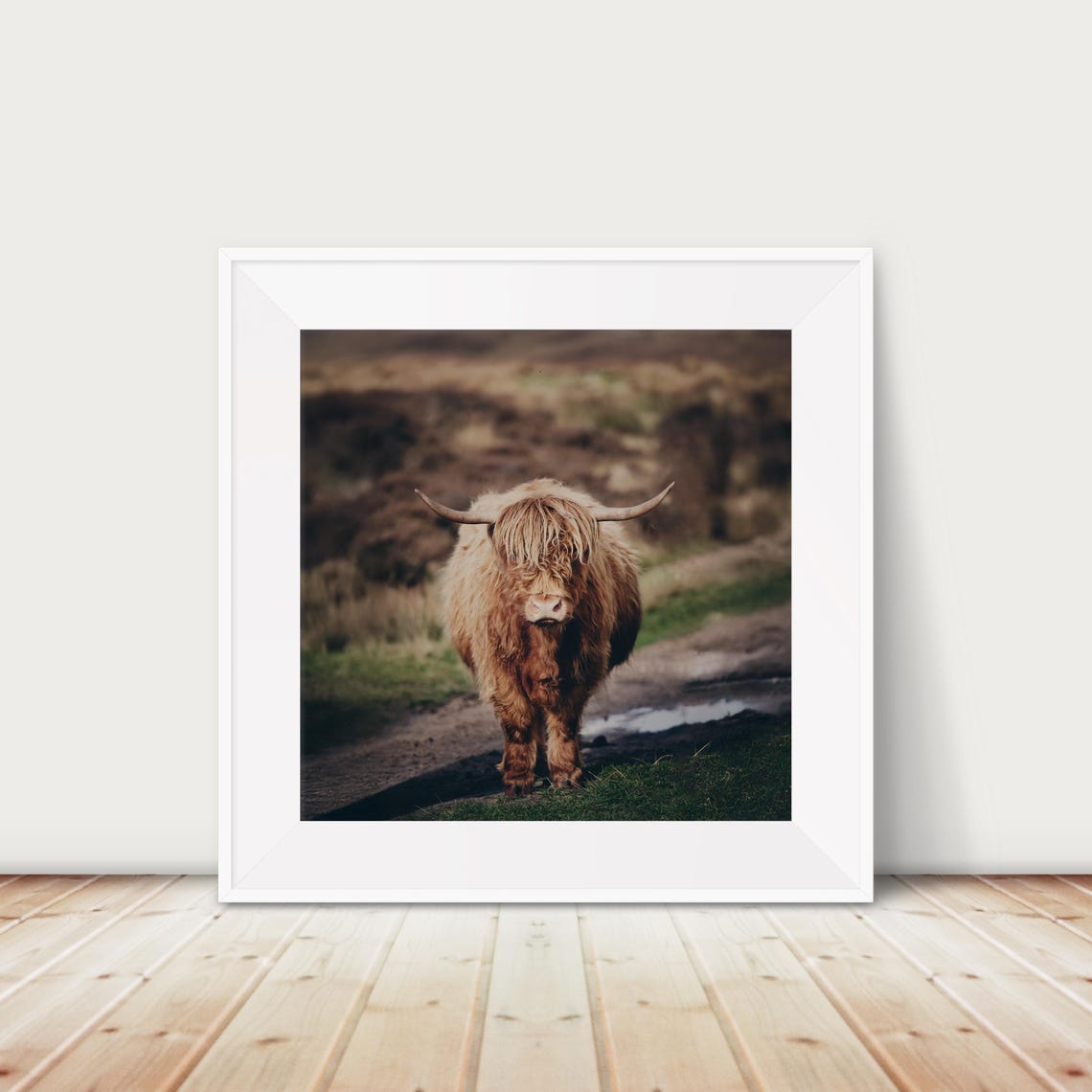 Shaggy Highland Cow Moody Portrait Peak District Photo Poster