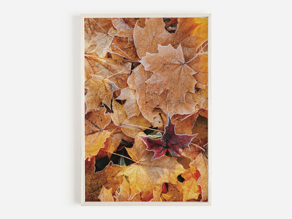 Frosted Maple Leaves Macro Autumn Fall Season Photography Poster