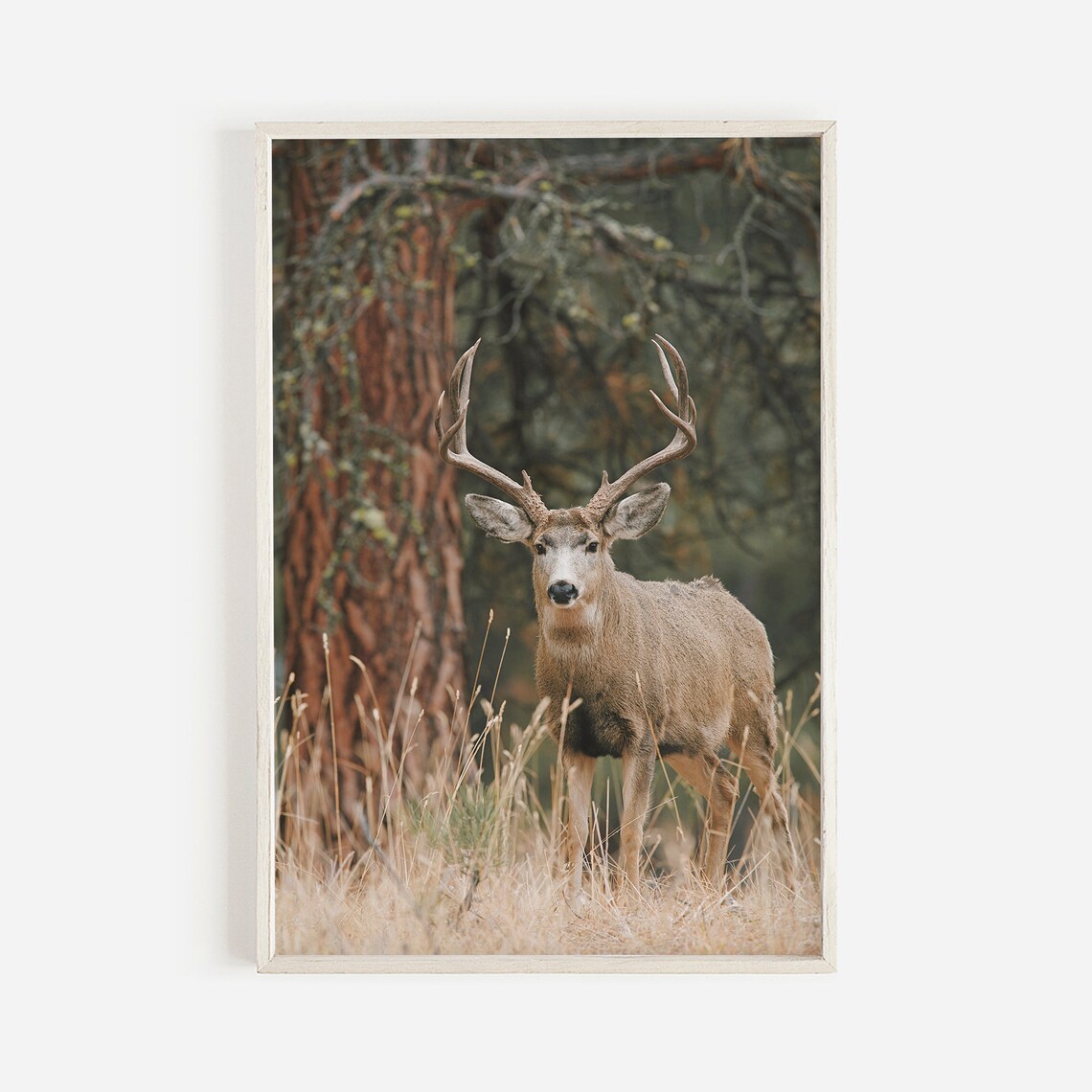 Mule Deer Rustic Home Decor, Colorado Nature