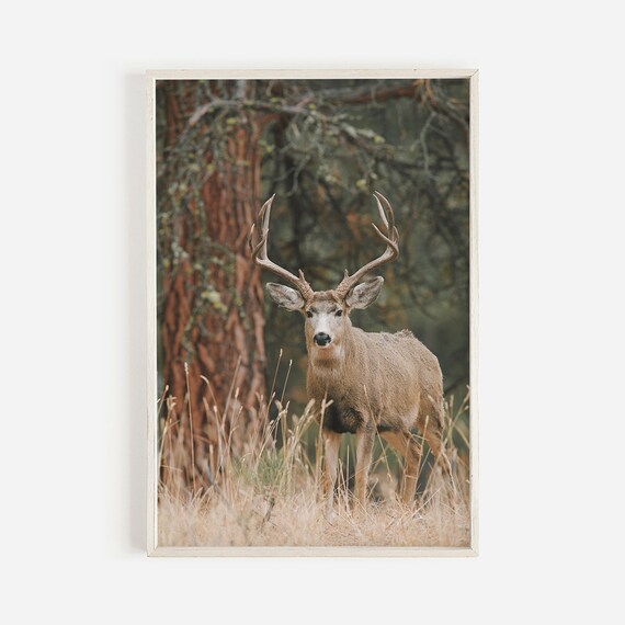 Mule Deer Rustic Home Decor, Colorado Nature