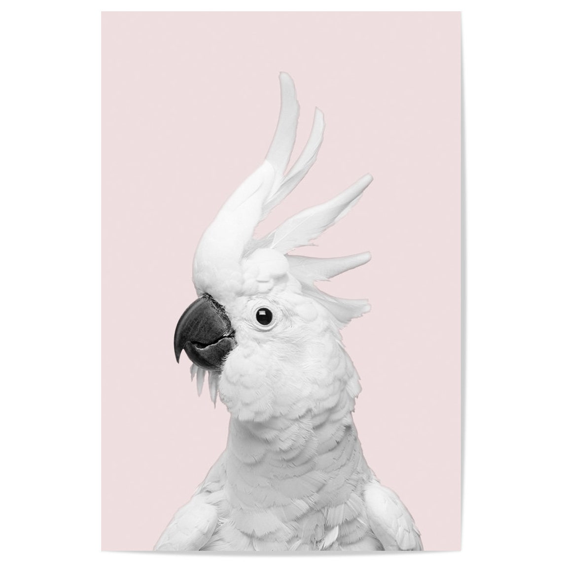 Sulphur Crested Cockatoo Portrait On Blush Pink Background Bird Poster - Image 2