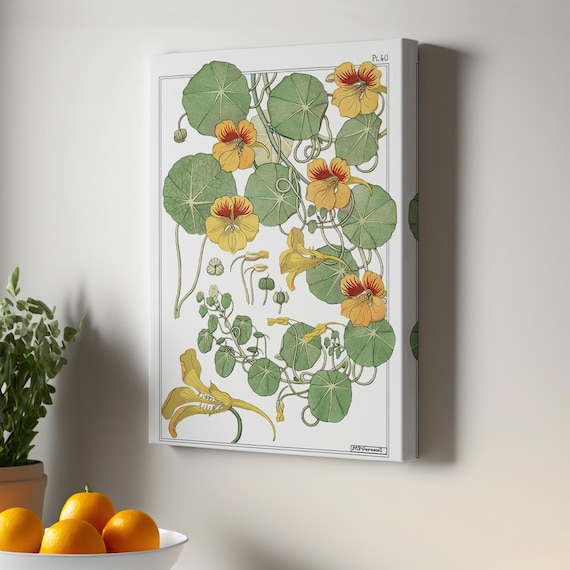 Nasturtium Botanical Plate 40 Yellow Flowers Vintage Illustration Poster