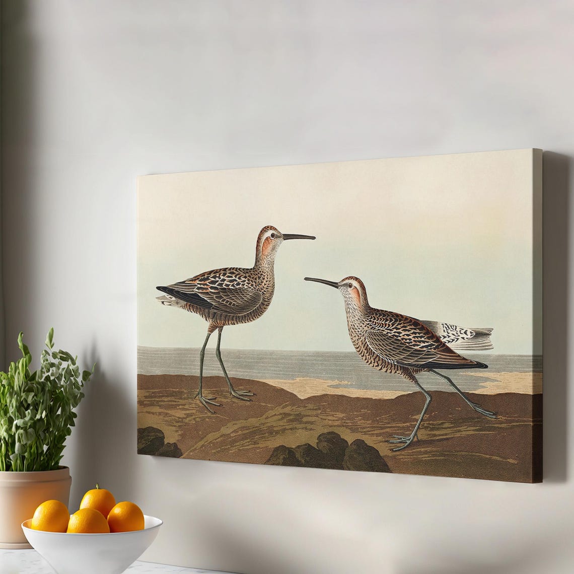 Vintage Long Billed Shorebird Pair Beach Illustration Poster