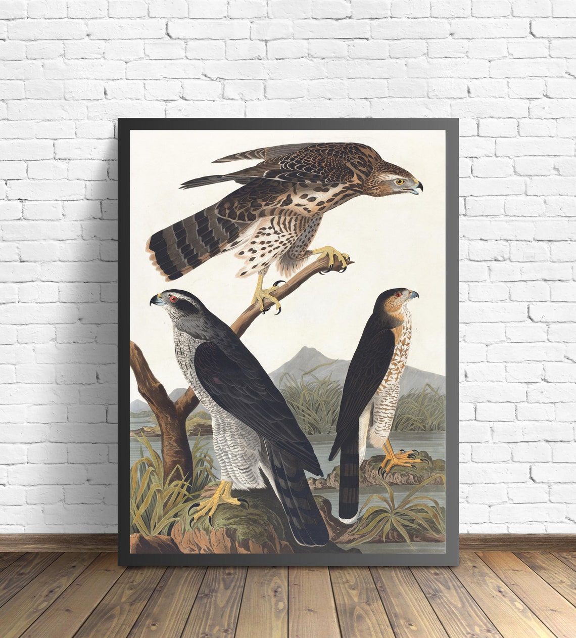Stanley Goshawk Trio in a Classic Vintage Audubon Plate Style Poster - Image 2