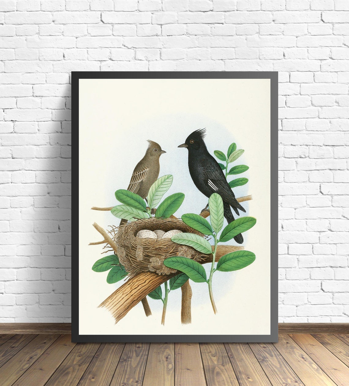 Black Crested Flycatcher Pair at Nest Vintage Bird Art Poster - Image 2
