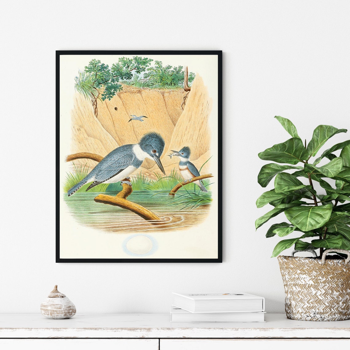 Belted Kingfisher Pair by the Water Vintage Bird Illustration Poster - Image 3