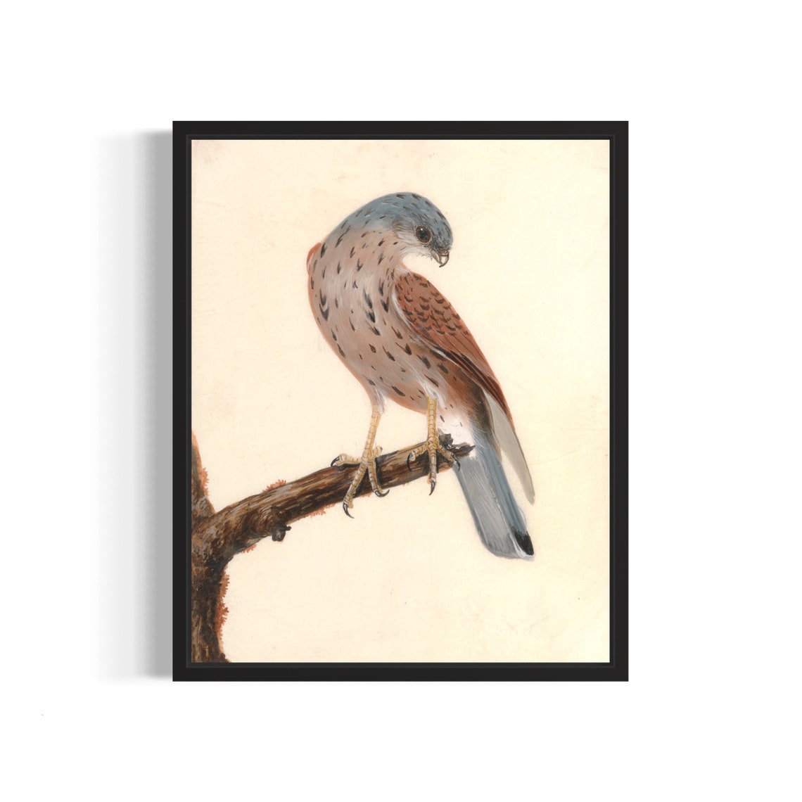 Common Kestrel Perched Branch Vintage Falconry Illustration Poster