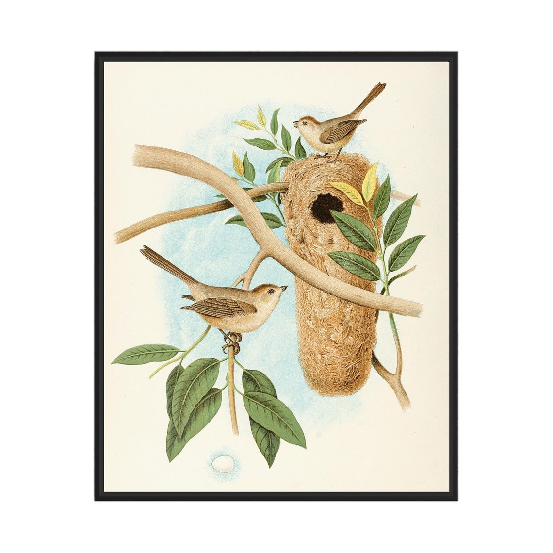 Bushtits at Their Hanging Woven Nest Vintage Bird Art Poster