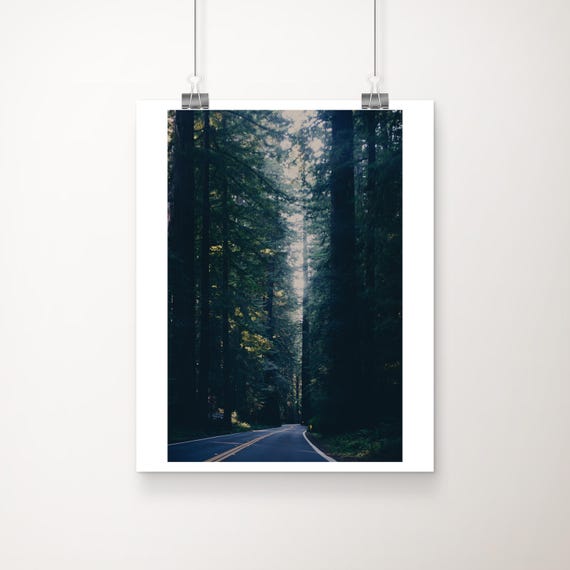 Giant Redwood Photograph Avenue Of Giants Nature Print