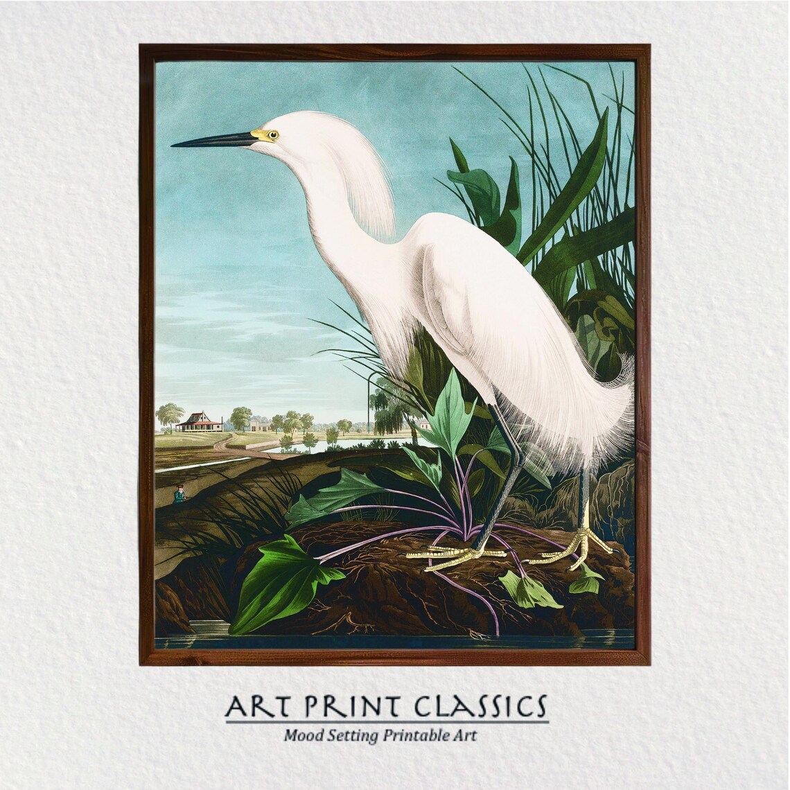 Vintage Snowy Egret White Heron Coastal Bird Natural History Poster