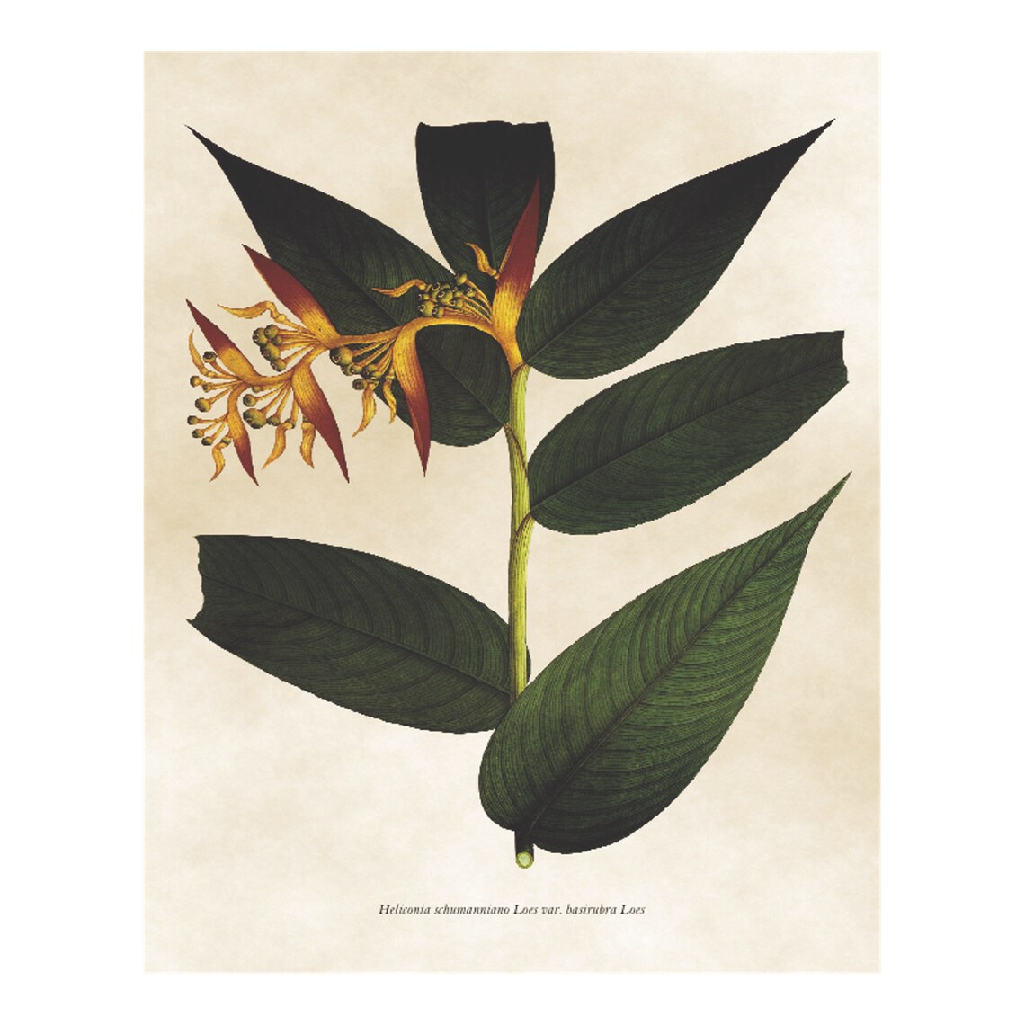 Vintage Heliconia Flower Botanical Illustration Tropical Plant Poster - Image 4