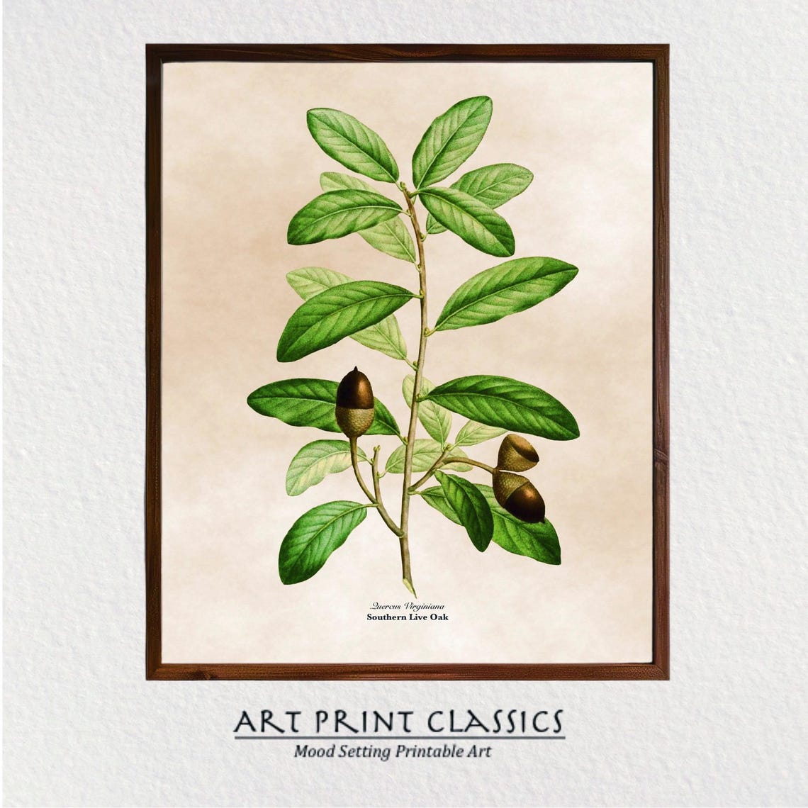 Vintage Southern Live Oak Botanical Illustration Leaves Acorns Poster