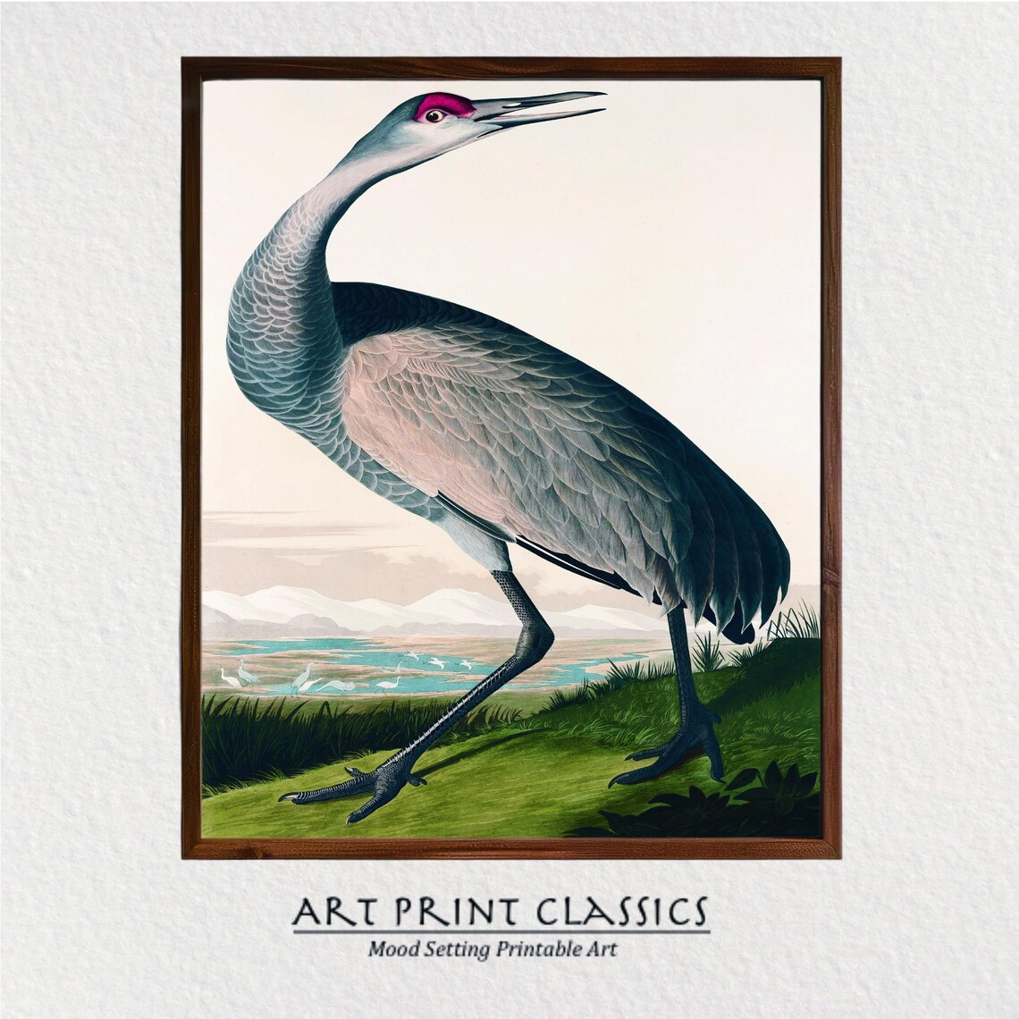 Audubon-Inspired Whooping Crane Vintage Bird Art Print