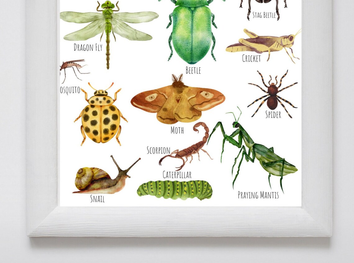 Insects Bugs Art Print, Unique Insect Study - Image 3