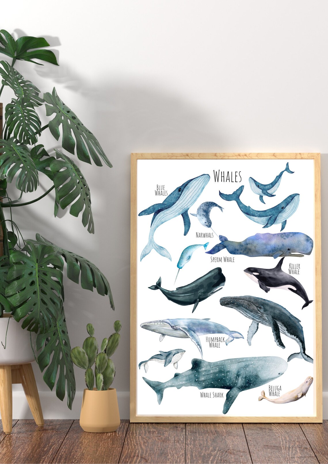 Whale Species Watercolor Chart with Blue and Humpback Whales Poster - Image 5