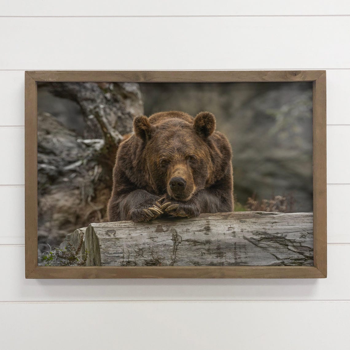 Bear Canvas Wall Decor Contemplating Wildlife Photography Wood Framed Art
