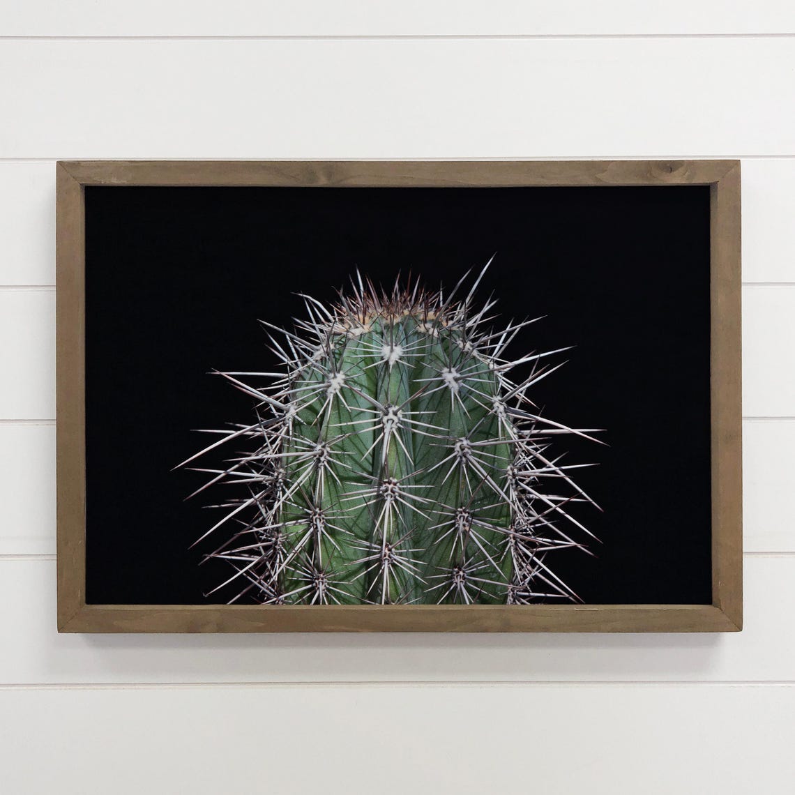 Spiky Green Cactus With White Spines Black Background Photo Poster