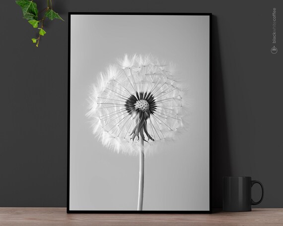 Dandelion Seed Head Macro Photography Black And White Art Print