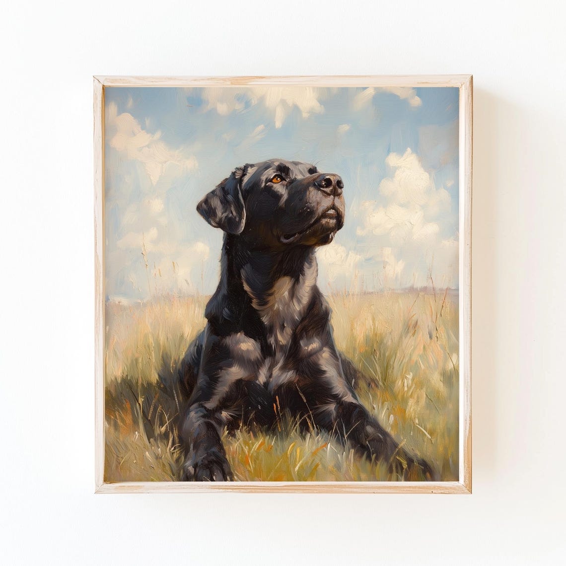 Black Labrador Looking Up in a Golden Field Under Bright Sky Poster