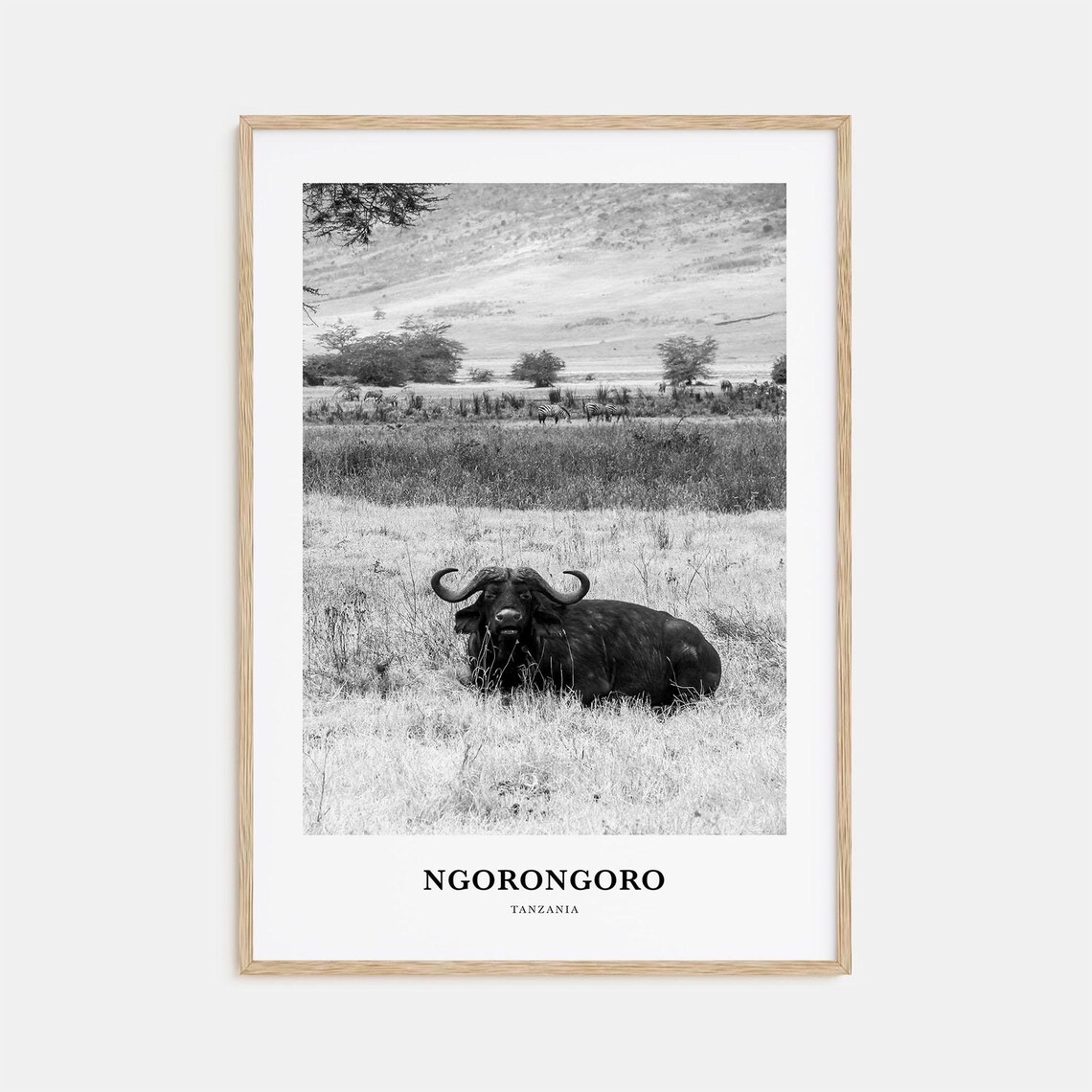Ngorongoro Tanzania African Buffalo Wildlife Photography Poster