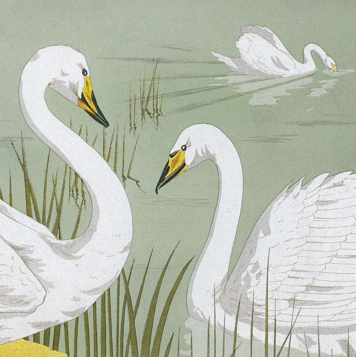 Vintage White Swan Illustration Reeds Sage Green Lake Art Poster - Image 3