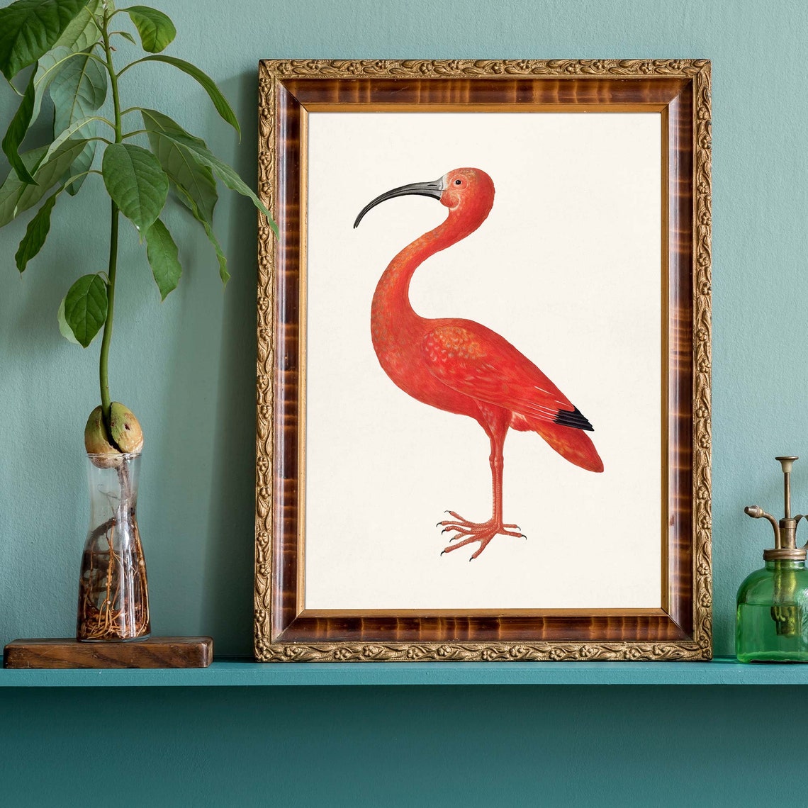 Vintage Scarlet Ibis Bird Illustration Red Tropical Bird Art Poster - Image 4