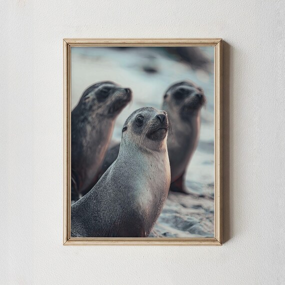 Sea Lion Print Kangaroo Island Wildlife Coastal Home Decor