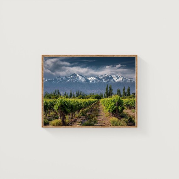 Vineyard Rows With Snow Capped Mountain Backdrop Landscape Photo Print